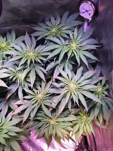 Growreport Bild 8