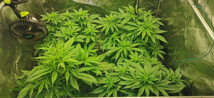 Growreport Bild 53
