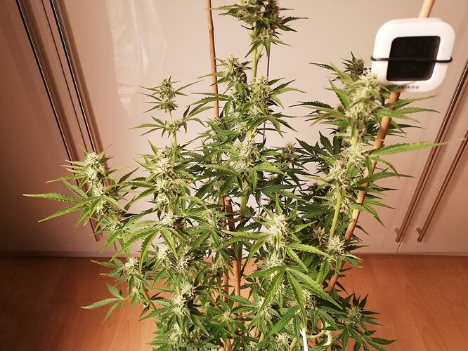 GG#3_231214-6