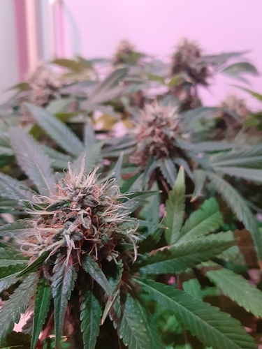 Growreport Bild 9