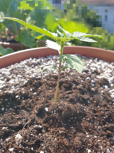 Growreport Bild 4