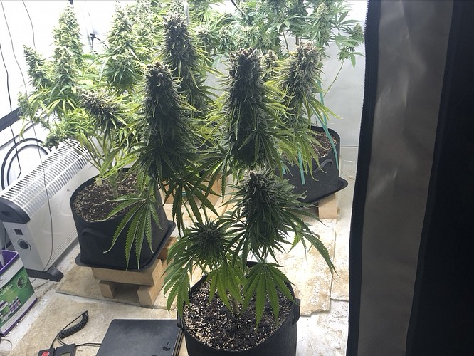 Growreport Bild 19