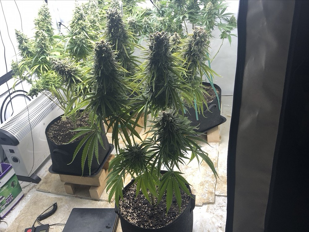 2x Hindu kush femisiert - 3x Wedding cake feminisiert