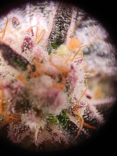 Growreport Bild 6