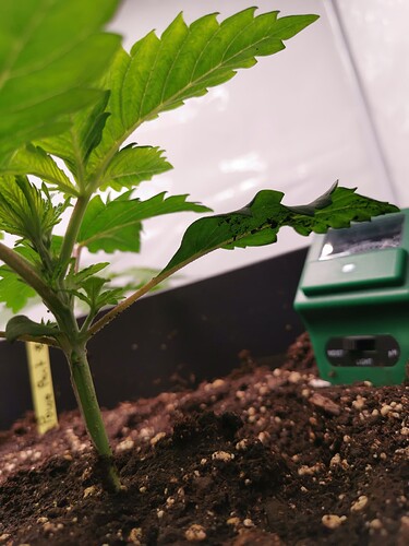 Growreport Bild 20