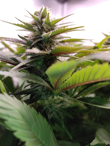 Growreport Bild 4