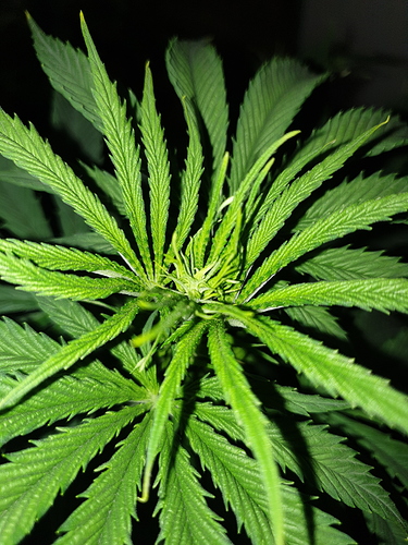 Growreport Bild 8