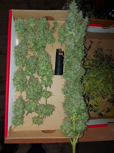 Growreport Bild 21