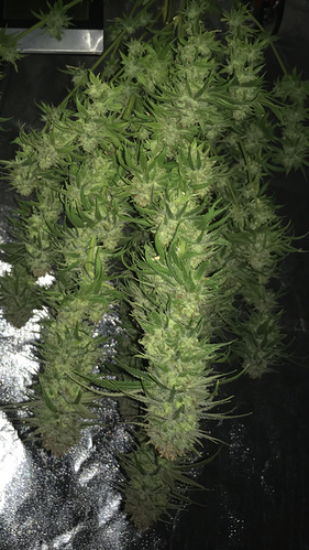 Growreport Bild 2
