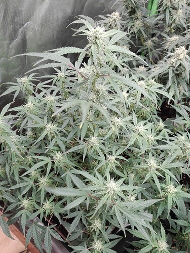 Growreport Bild 11