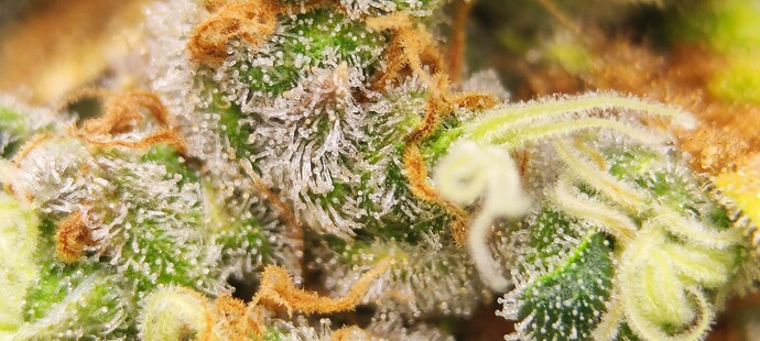 Growreport Bild 33