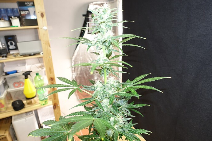 Growreport Bild 12