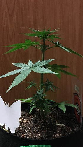 Growreport Bild 13