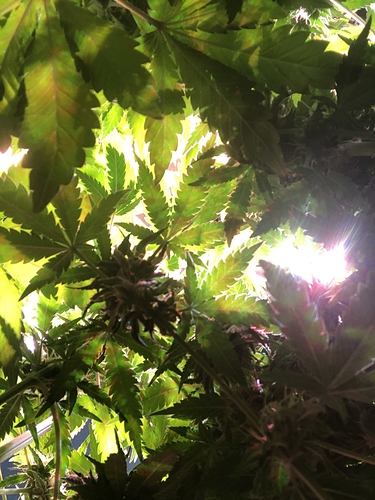 Growreport Bild 37