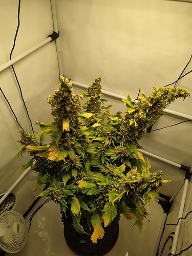 Growreport Bild 5