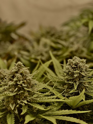 Growreport Bild 12
