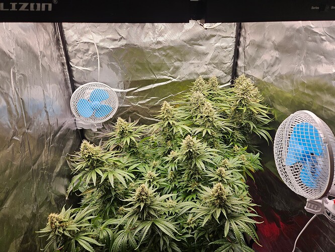 Growreport Bild 4
