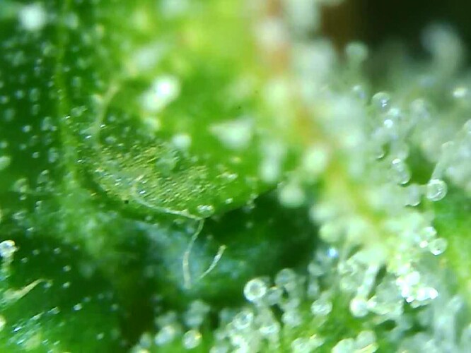 Growreport Bild 29