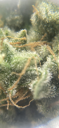 Growreport Bild 14