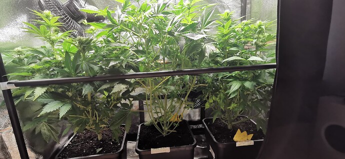 Growreport Bild 2