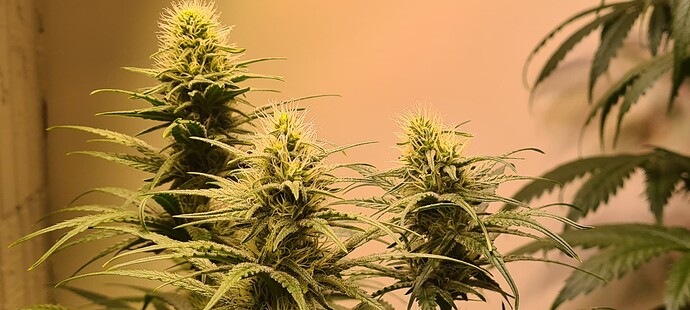 Growreport Bild 14
