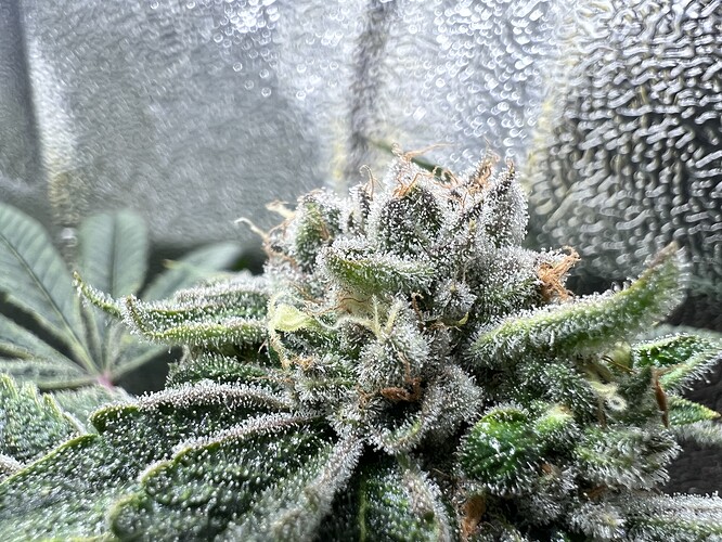 Growreport Bild 16