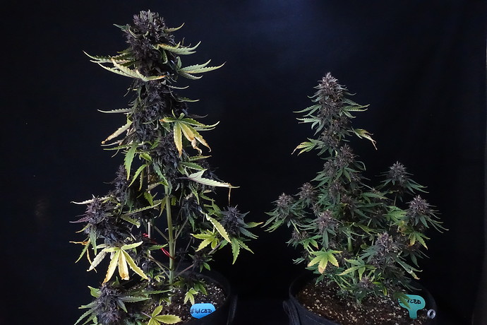Growreport Bild 2