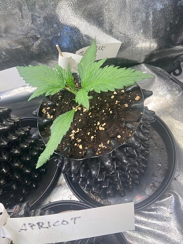 Growreport Bild 5