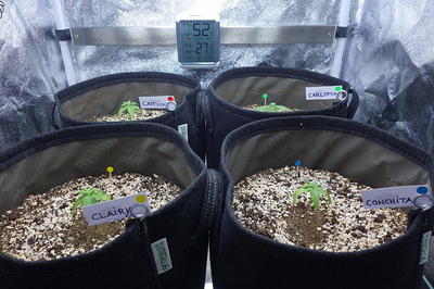 Vier junge Cannabis-Pflanzen in Töpfen, jede mit einem Namensschild versehen: Caitlin, Carlotta, Clairy und Conchita. Ein Hygrometer zeigt 26,9°C und 52% Luftfeuchtigkeit an.