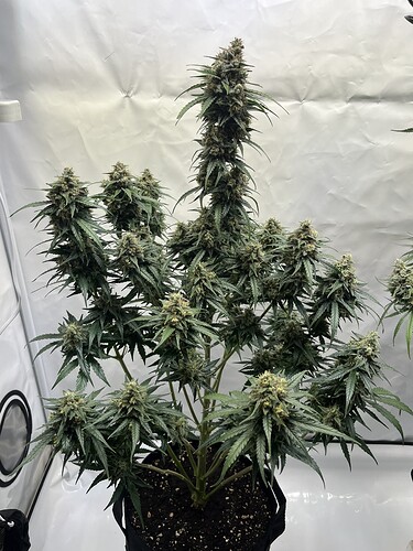 Growreport Bild 1