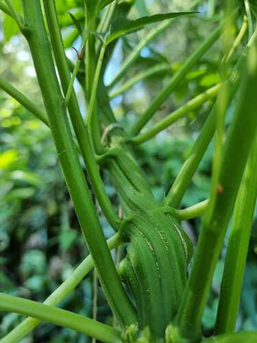 Growreport Bild 5