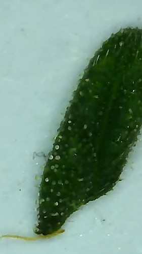 Growreport Bild 6