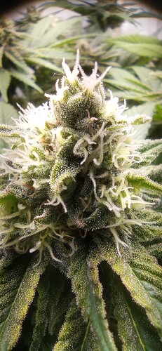 IMG_20240130_114755_1