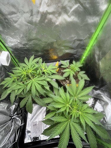 Growreport Bild 7