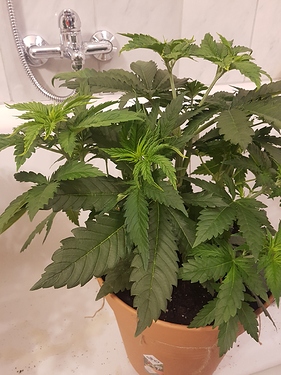 Growreport Bild 8