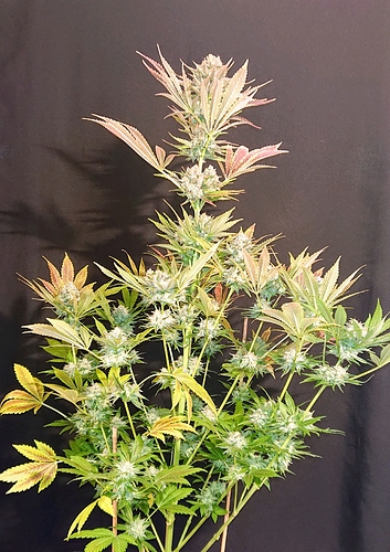 obscura1607809856423