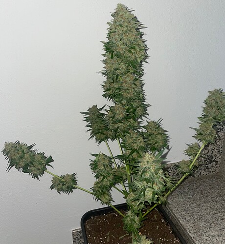 Growreport Bild 25