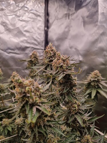 Growreport Bild 3