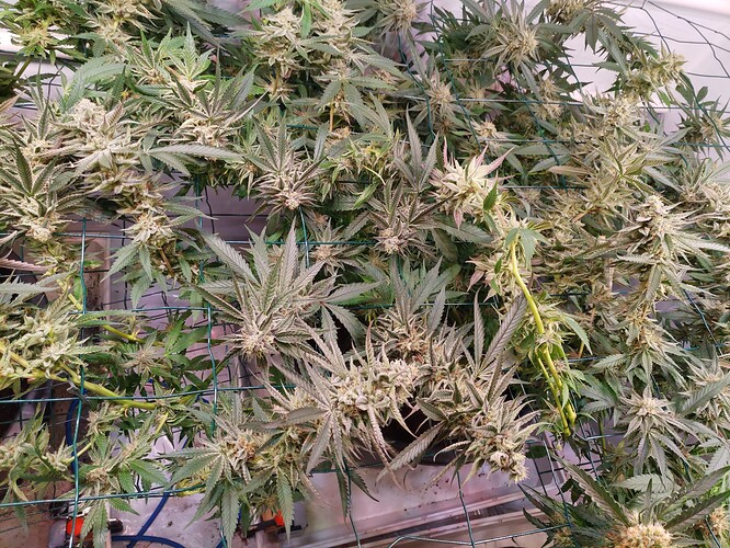 Growreport Bild 6