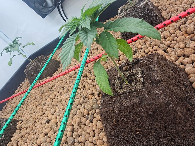 Growreport Bild 5