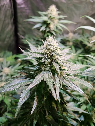 Growreport Bild 15