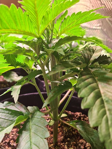 Nahaufnahme einer jungen Cannabispflanze im Wuchsstadium mit mehreren Verzweigungen und deutlichen Knotenpunkten.