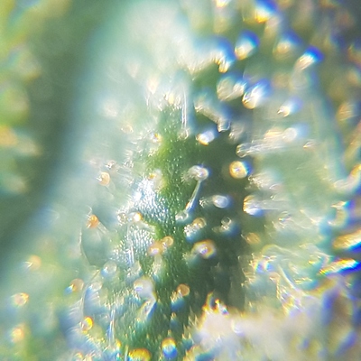 Growreport Bild 3