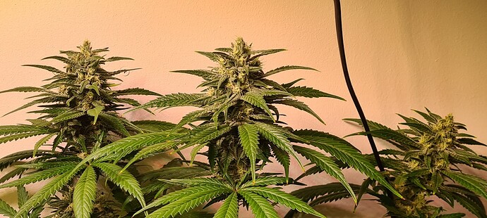 Growreport Bild 7