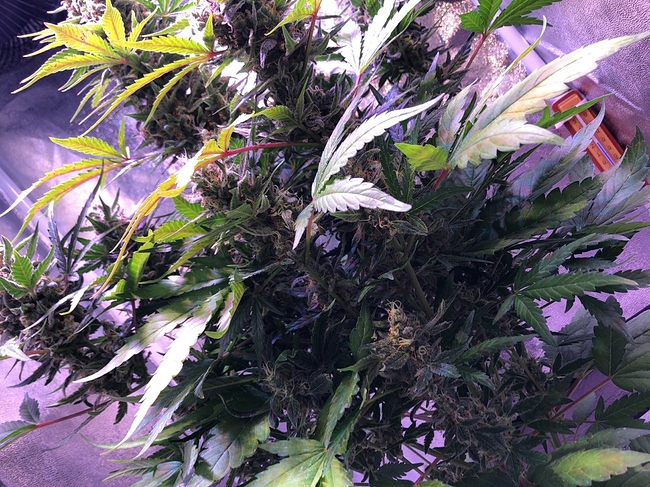 Growreport Bild 19