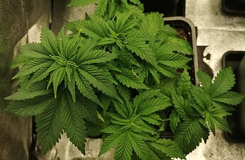 Growreport Bild 14