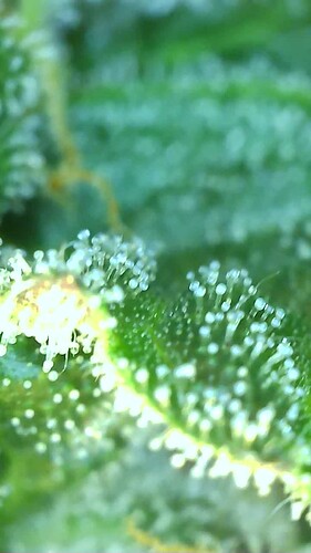 Growreport Bild 6