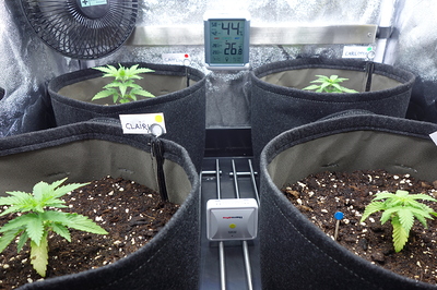 Vier junge Cannabispflanzen in Stofftöpfen, eine davon mit dem Namensschild 'CLAIRY'. Ein Hygrometer zeigt 26,8°C und 44% Luftfeuchtigkeit an. Ein Ventilator ist im Hintergrund zu sehen.