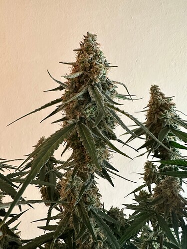Growreport Bild 15