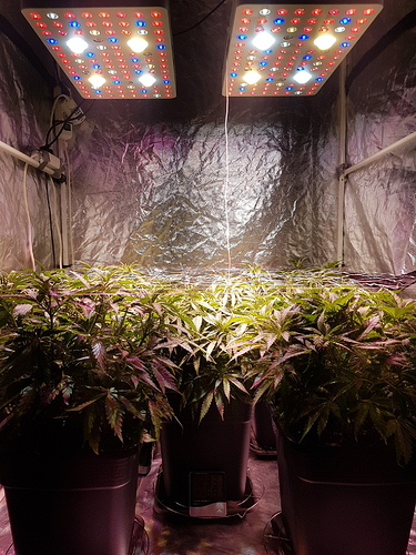 Growreport Bild 2